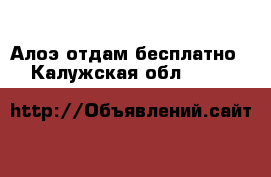 Алоэ отдам бесплатно  - Калужская обл.  »    